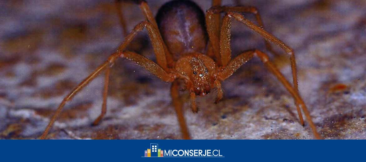 araña de rincón